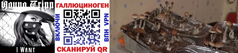 shop телеграм  Сыктывкар  Псилоцибиновые грибы прущие грибы 